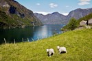 Flam